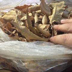 クヌギ 枯葉の画像