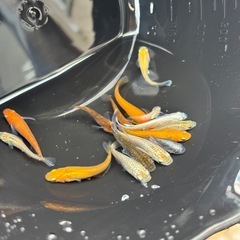 🌸お早めに🌸上物ミックスメダカの画像