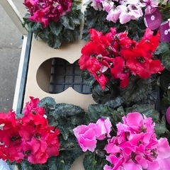 1208シクラメン苗イリュージアの画像