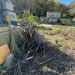 伐採した木の画像