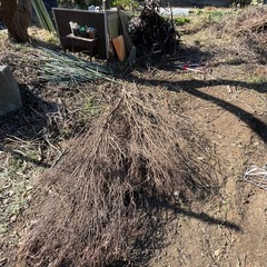 伐採した木の画像