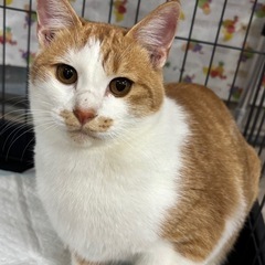 誰にでも懐く４兄弟🍀次回譲渡会は12月14日（日）参加猫は…