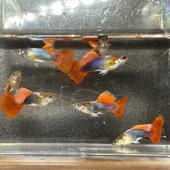 🐠国産グッピー レッドテールタキシード（ブラジルレッドファンテール） 1ペア350円 5ペア以上で1ペア250円 【在庫20ペア】自家繁殖個体　熱帯魚 国産 グッピー No.12の画像
