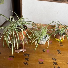 オリヅルラン3点で1鉢の値段ですの画像