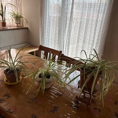 オリヅルラン3点で1鉢の値段ですの画像