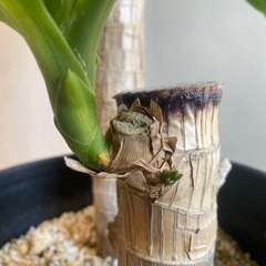 80cm程度　7号鉢　ドラセナ　幸福の木　観葉植物　　2本仕立ての画像