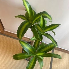 80cm程度　7号鉢　ドラセナ　幸福の木　観葉植物　　2本仕立ての画像