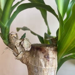 80cm程度　7号鉢　ドラセナ　幸福の木　観葉植物　　2本仕立ての画像