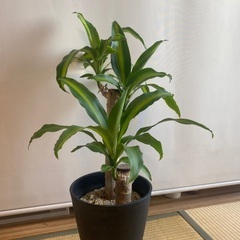 80cm程度　7号鉢　ドラセナ　幸福の木　観葉植物　　2本仕立ての画像