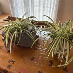 オリヅルラン2点で1鉢の値段ですの画像