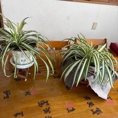 オリヅルラン2点で1鉢の値段ですの画像