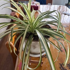 オリヅルラン2点で1鉢の値段ですの画像