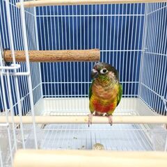 ウロコインコ　5才