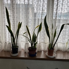 サンスベリア1鉢の値段ですの画像