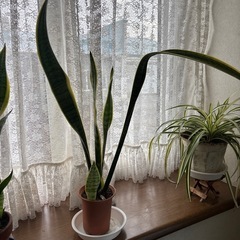 サンスベリア1鉢の値段ですの画像