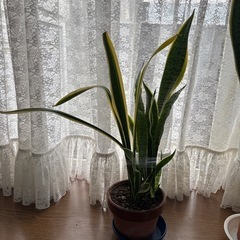 サンスベリア1鉢の値段ですの画像