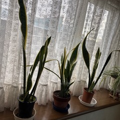 サンスベリア1鉢の値段ですの画像