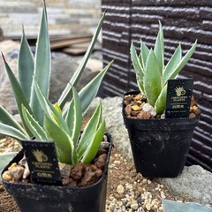 【残り3株】アガベ白閃光の子株の画像
