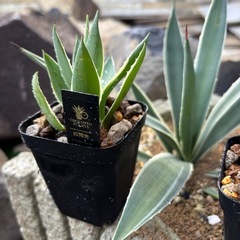 【残り3株】アガベ白閃光の子株の画像