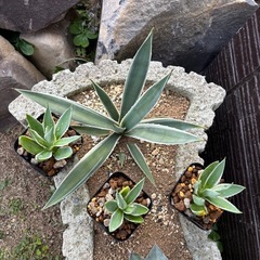 【残り3株】アガベ白閃光の子株の画像