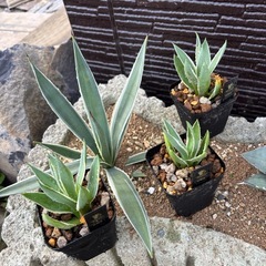 【残り3株】アガベ白閃光の子株の画像