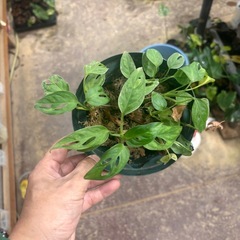 観葉植物　モンステラ等　もらってくださいの画像