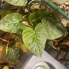 観葉植物　モンステラ等　もらってくださいの画像