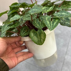 【特価】3鉢セット シクラメン 鉢植えの画像