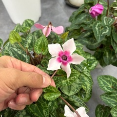 【特価】3鉢セット シクラメン 鉢植えの画像