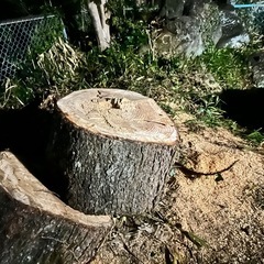 薪にいかがですか？玉切りの画像