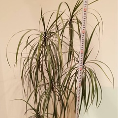 ダイニングテーブル　ガラステーブル　　140✖️75の画像