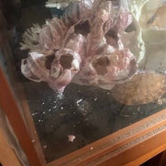 珊瑚と海亀の置物の画像