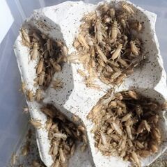 🦗ヨーロッパイエコオロギ100匹SサイズMサイズのミックスの画像