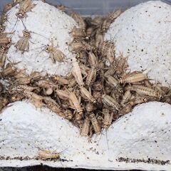 🦗ヨーロッパイエコオロギ100匹SサイズMサイズのミックスの画像