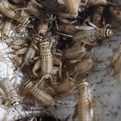 🦗ヨーロッパイエコオロギ100匹SサイズMサイズのミックスの画像