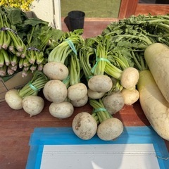 【野菜】ほうれん草、大根、かぶらの画像