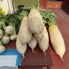 【野菜】ほうれん草、大根、かぶらの画像