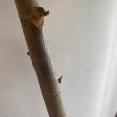 160cm程度　10号鉢　フィカスウンベラータ　ウンヴェラータ　観葉植物の画像