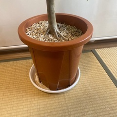 160cm程度　10号鉢　フィカスウンベラータ　ウンヴェラータ　観葉植物の画像