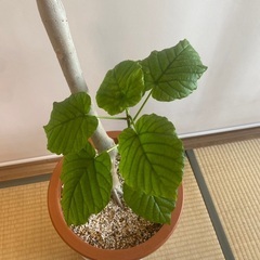 160cm程度　10号鉢　フィカスウンベラータ　ウンヴェラータ　観葉植物の画像