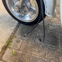 シャリーの画像