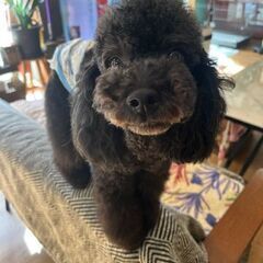 4歳のブラック色の男の子です。甘えん坊さんですが頭のいい子でパパ...