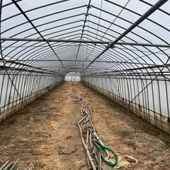 中古 ビニールハウス2棟 の画像