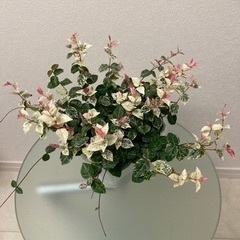 観葉植物　ハツユキカズラの画像