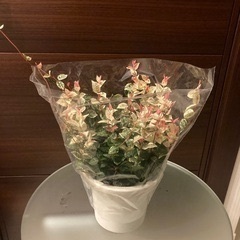 観葉植物　ハツユキカズラの画像
