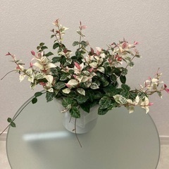観葉植物　ハツユキカズラの画像