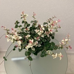 観葉植物　ハツユキカズラの画像