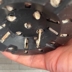 アガベ　夕映の画像