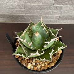 アガベ　夕映の画像