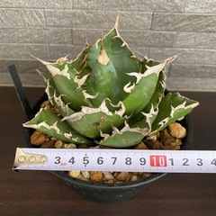 アガベ　夕映の画像